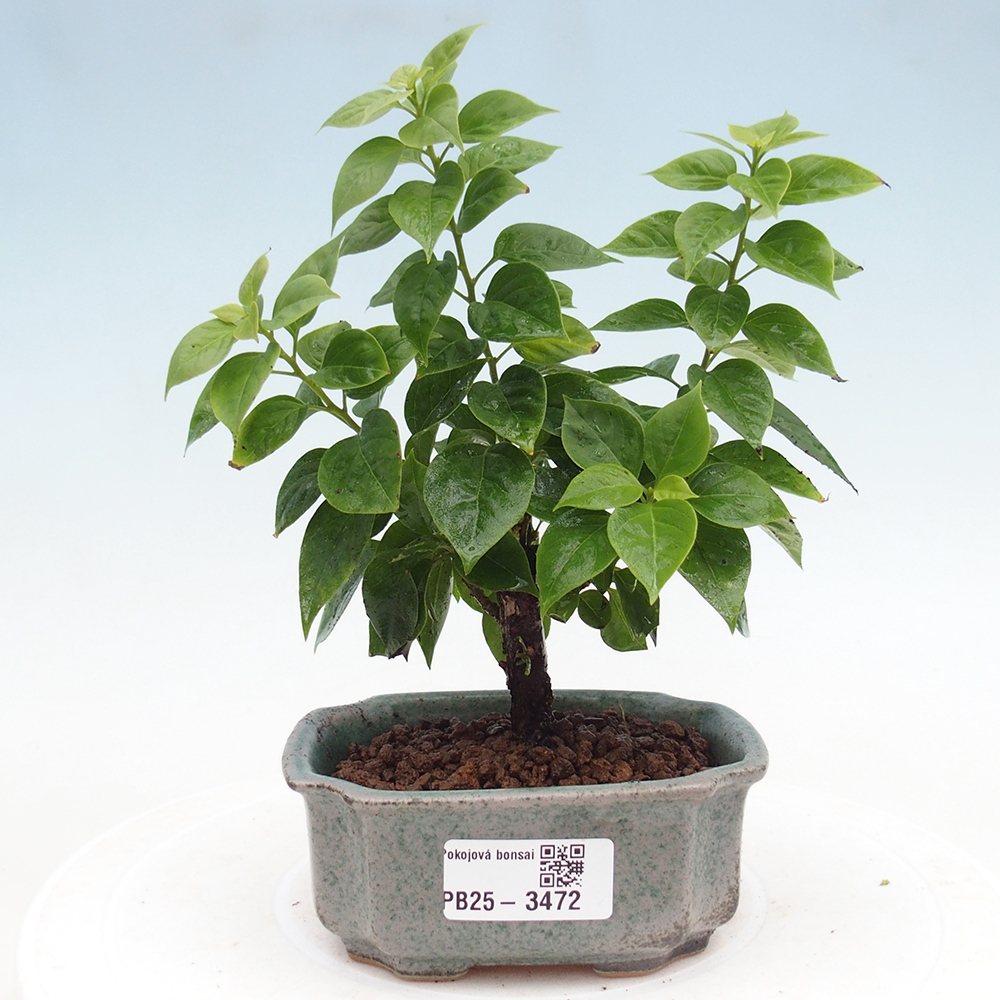 Pokojová bonsai - Bouganwilea