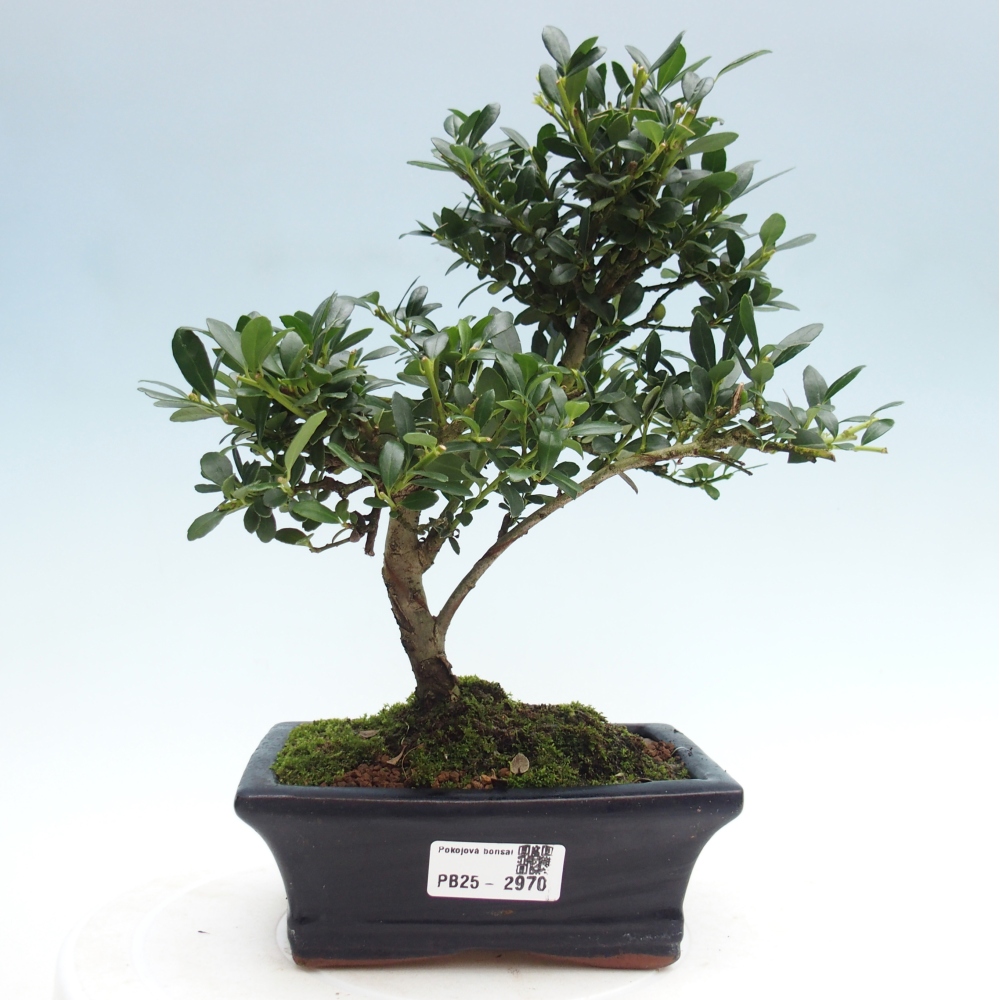 Pokojová bonsai - Ilex crenata - Cesmína