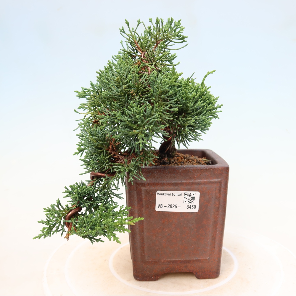 Venkovní bonsai - Juniperus chinensis Kishu -Jalovec čínský