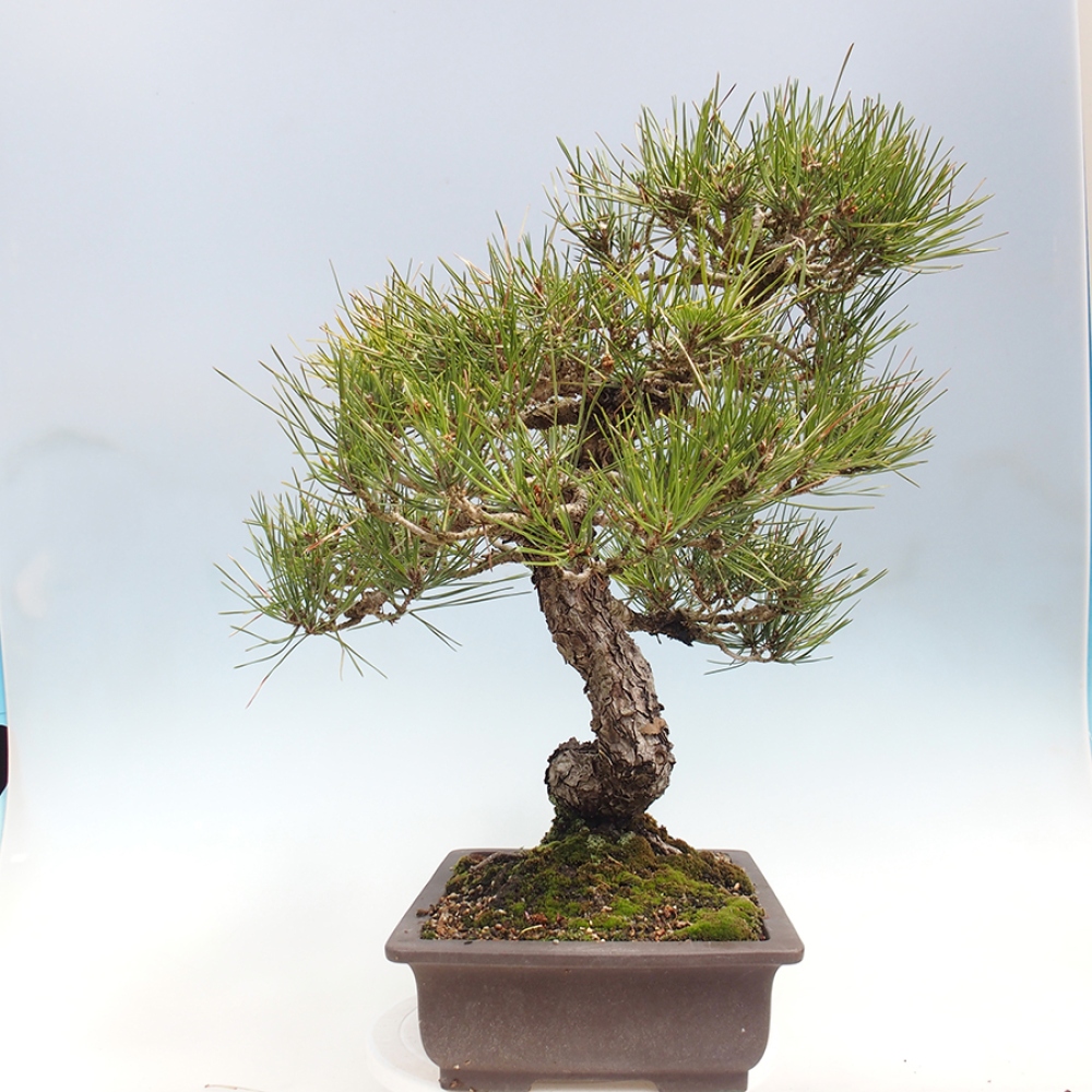 Venkovní bonsai - Pinus thunbergii - Borovice thunbergova