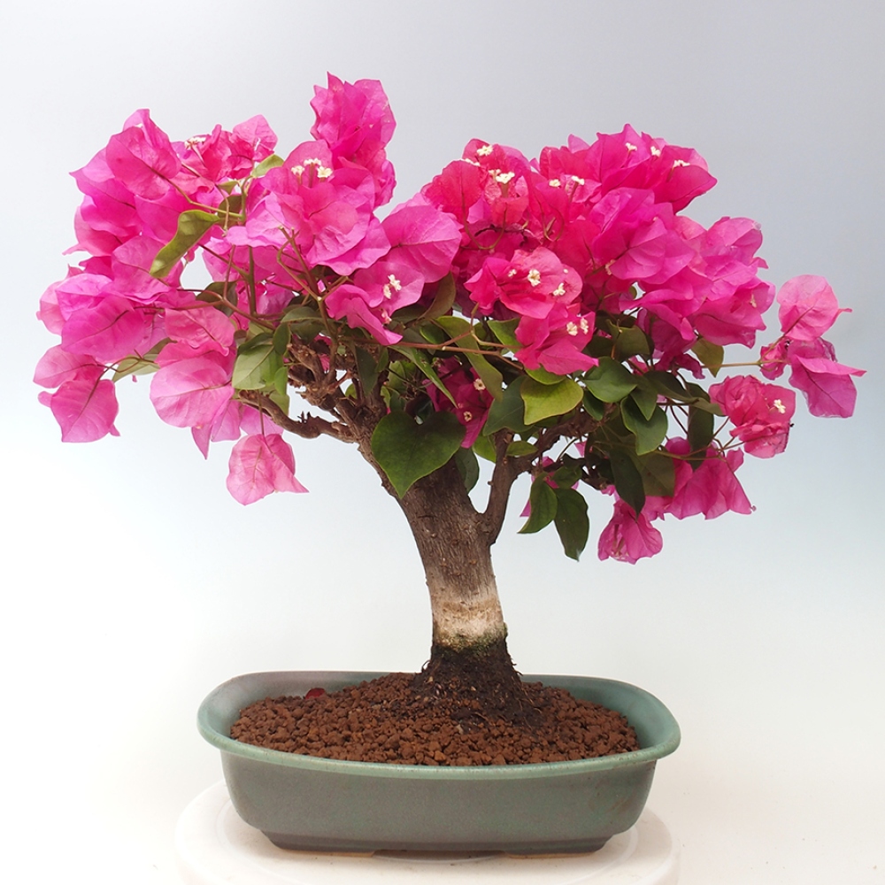 Pokojová bonsai - Bouganwilea