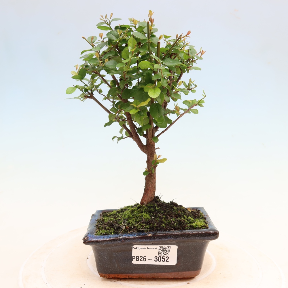 Pokojová bonsai - Sagerécie thea - Sagerécie thea