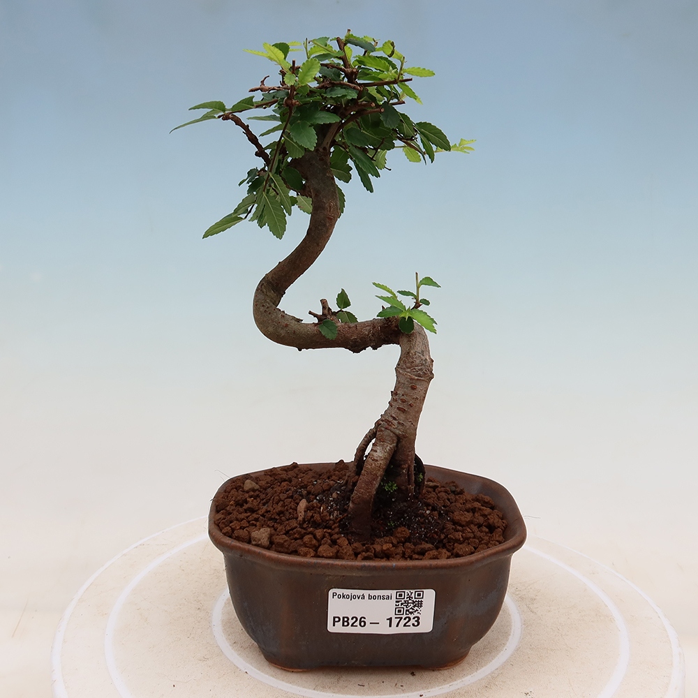 Pokojová bonsai - Ulmus parvifolia - Malolistý jilm