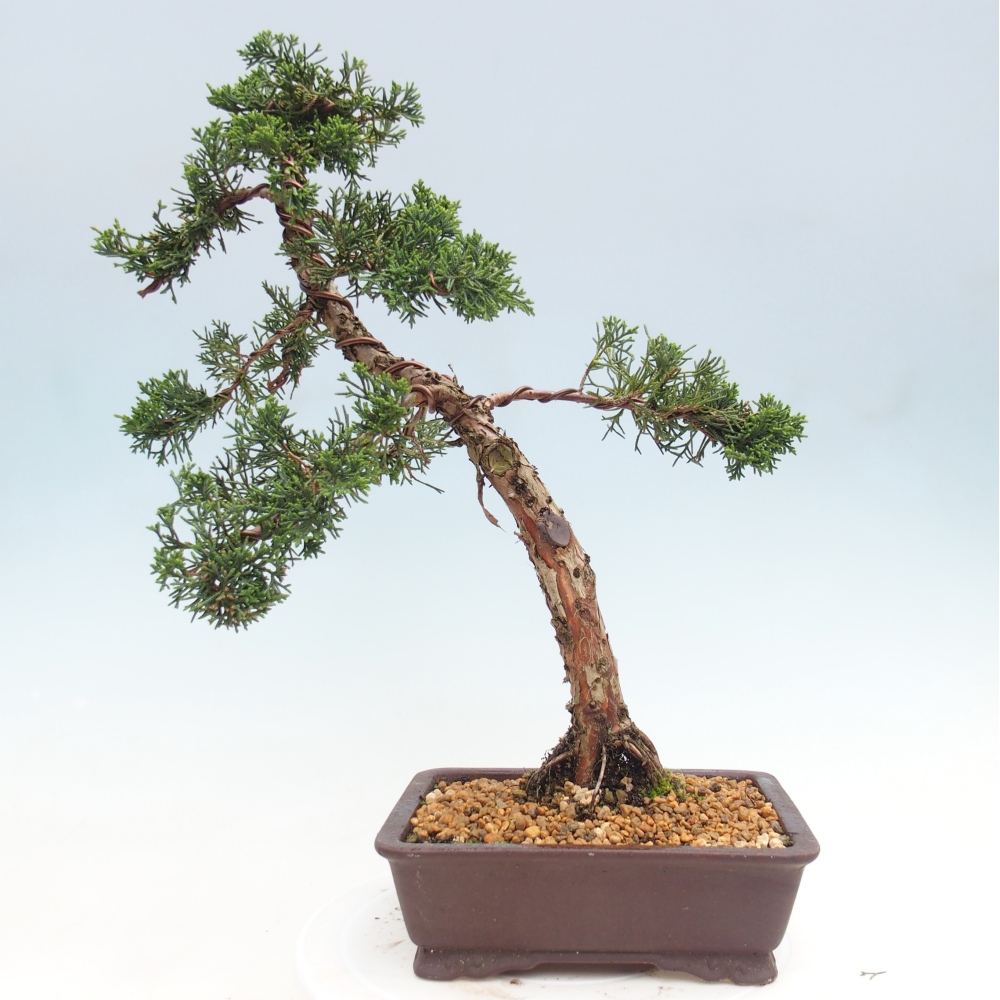 Venkovní bonsai - Juniperus chinensis Kishu -Jalovec čínský