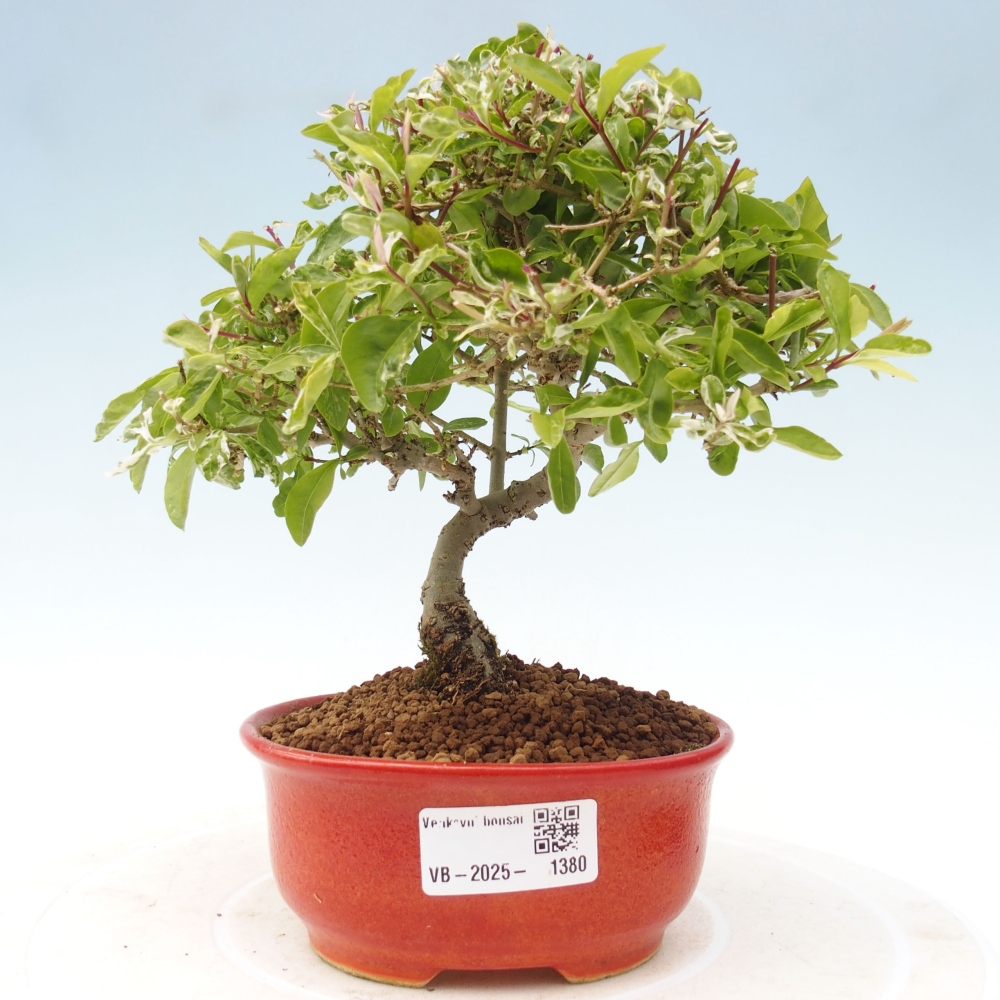 Venkovní bonsai - Ligustrum obtusifolium - Ptačí zob tupolistý