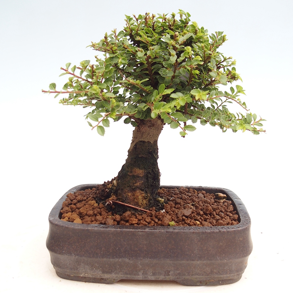 Venkovní bonsai - Ulmus parvifolia Hokkaido - jilm Čínský