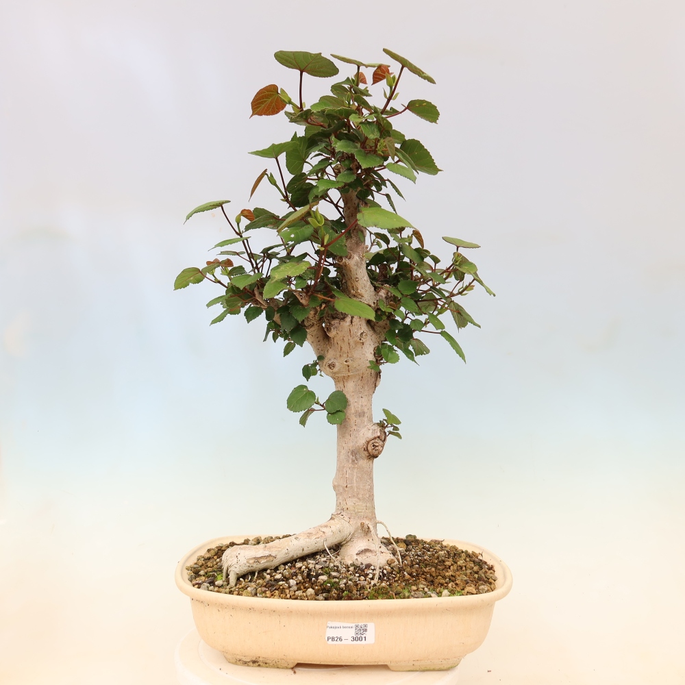 Pokojová bonsai - Hibiscus tiliaceus - Ibišek lípovitý, morský