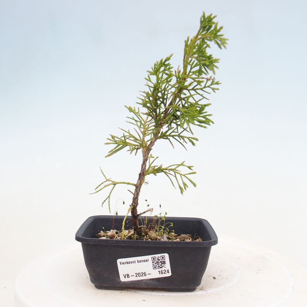 Venkovní bonsai - Juniperus chinensis Itoigawa -Jalovec čínský