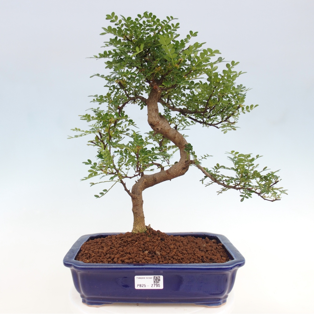 Pokojová bonsai - Zantoxylum piperitum - pepřovník