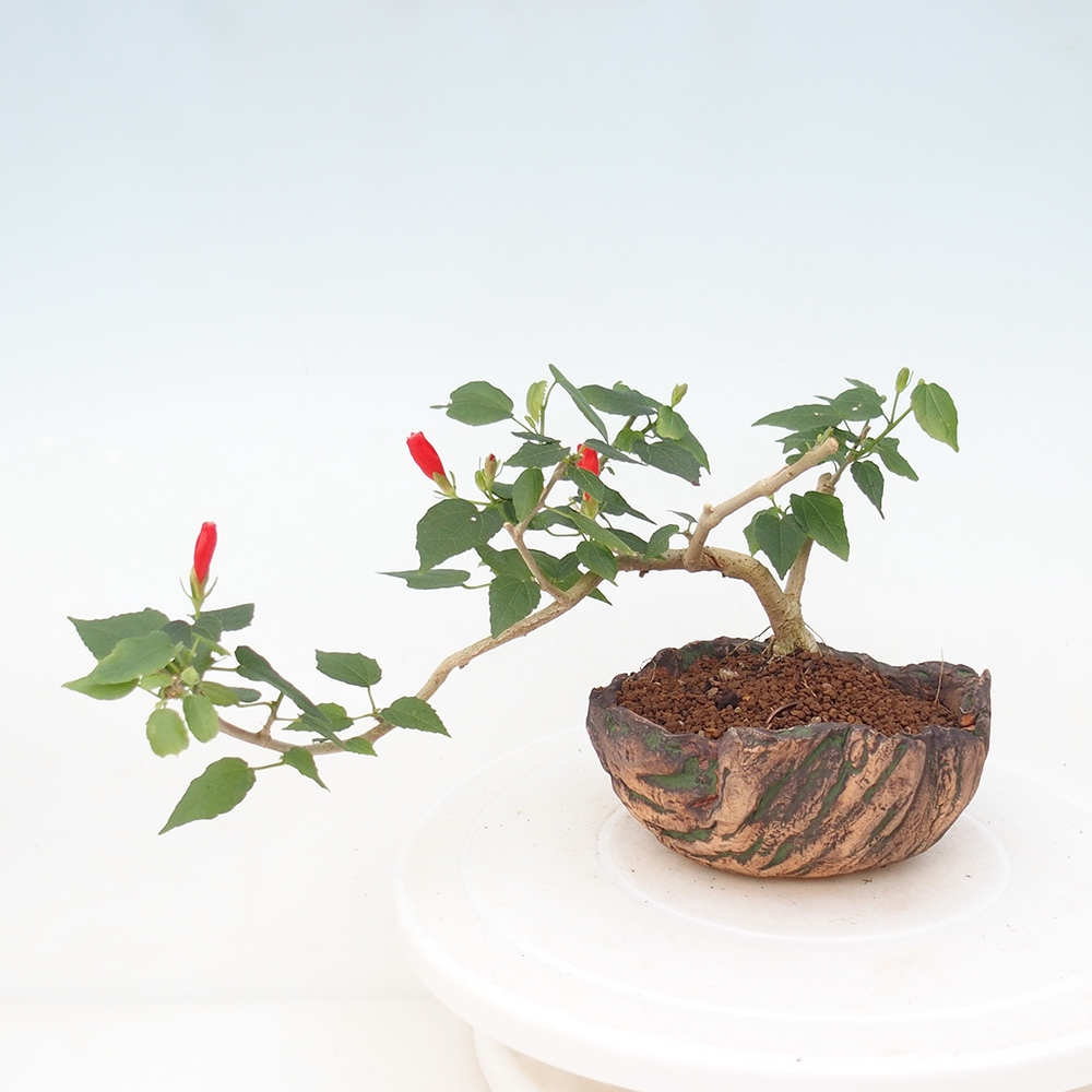 Pokojová bonsai - Malvaviscus arboreus - ibiškovec dřevnatý