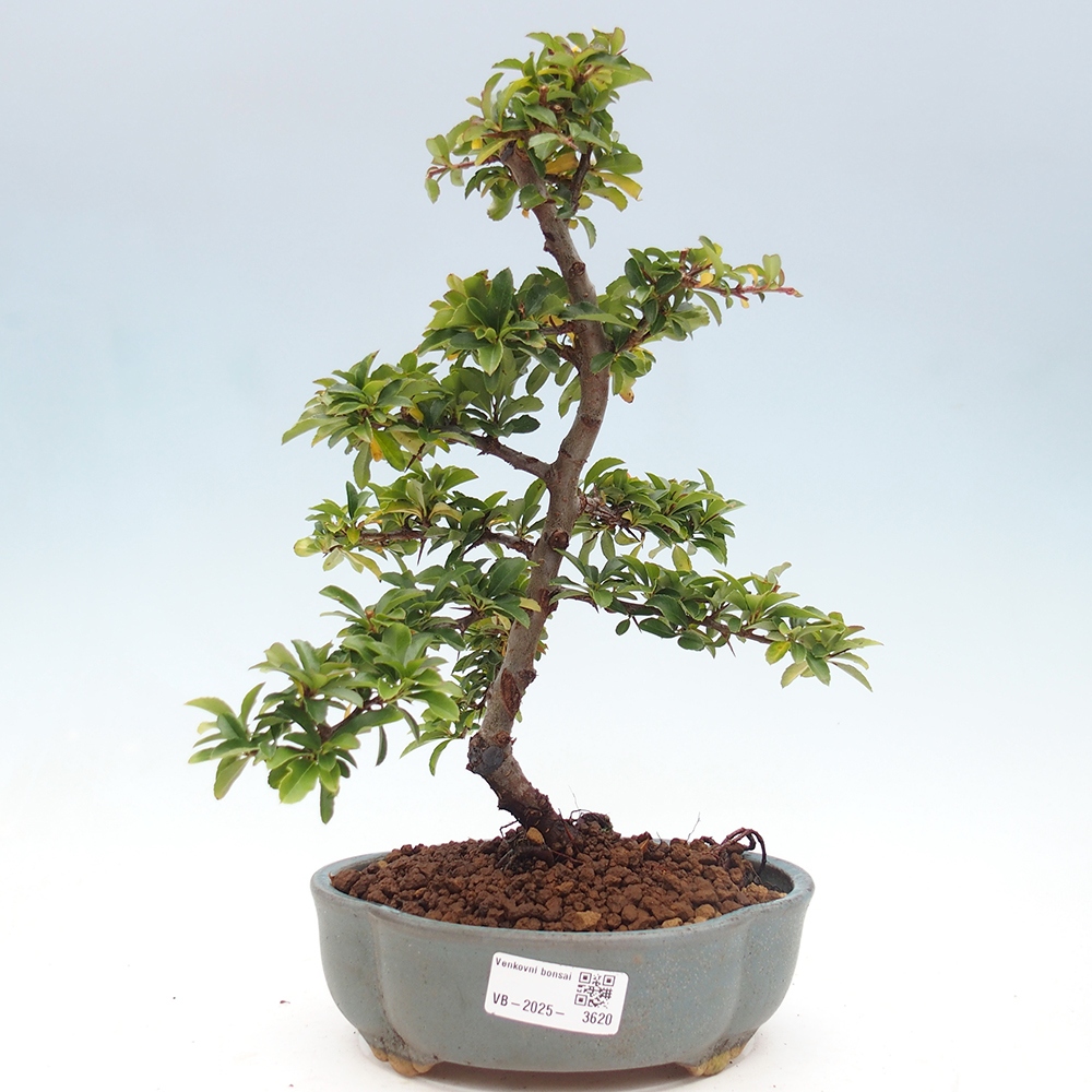 Venkovní bonsai-Pyracanta Teton -Hlohyně