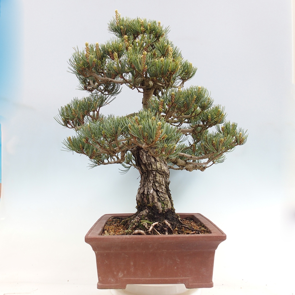 Venkovní bonsai - Pinus parviflora - Borovice drobnokvětá