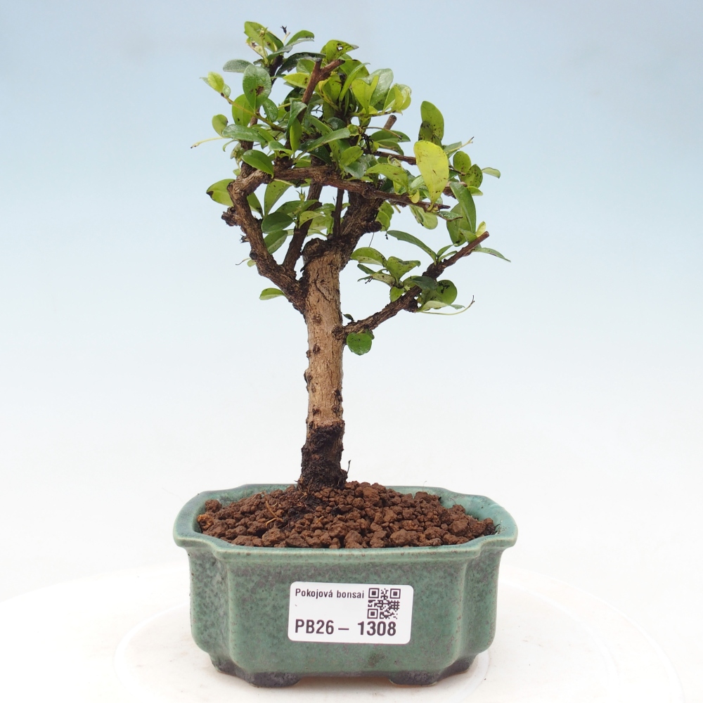 Pokojová bonsai - Carmona macrophylla - Čaj fuki