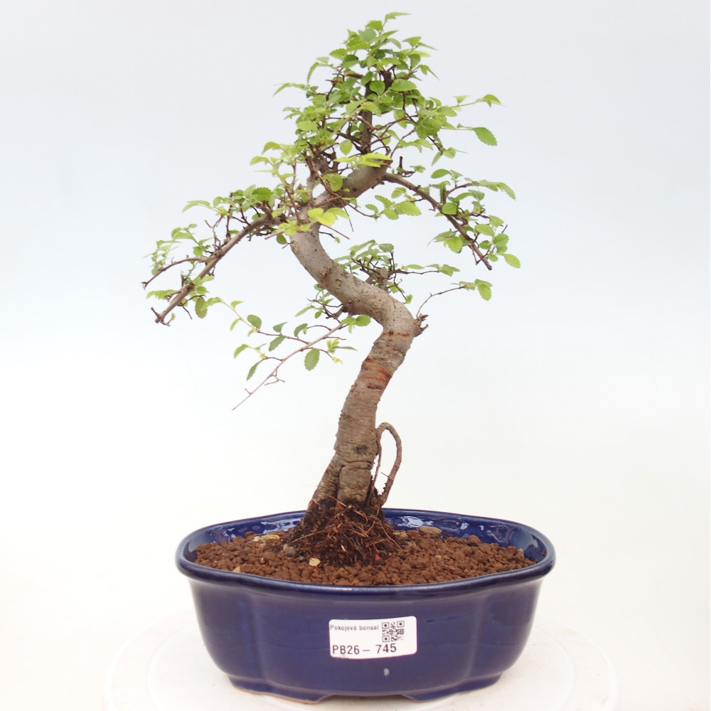 Pokojová bonsai - Ulmus parvifolia - Malolistý jilm