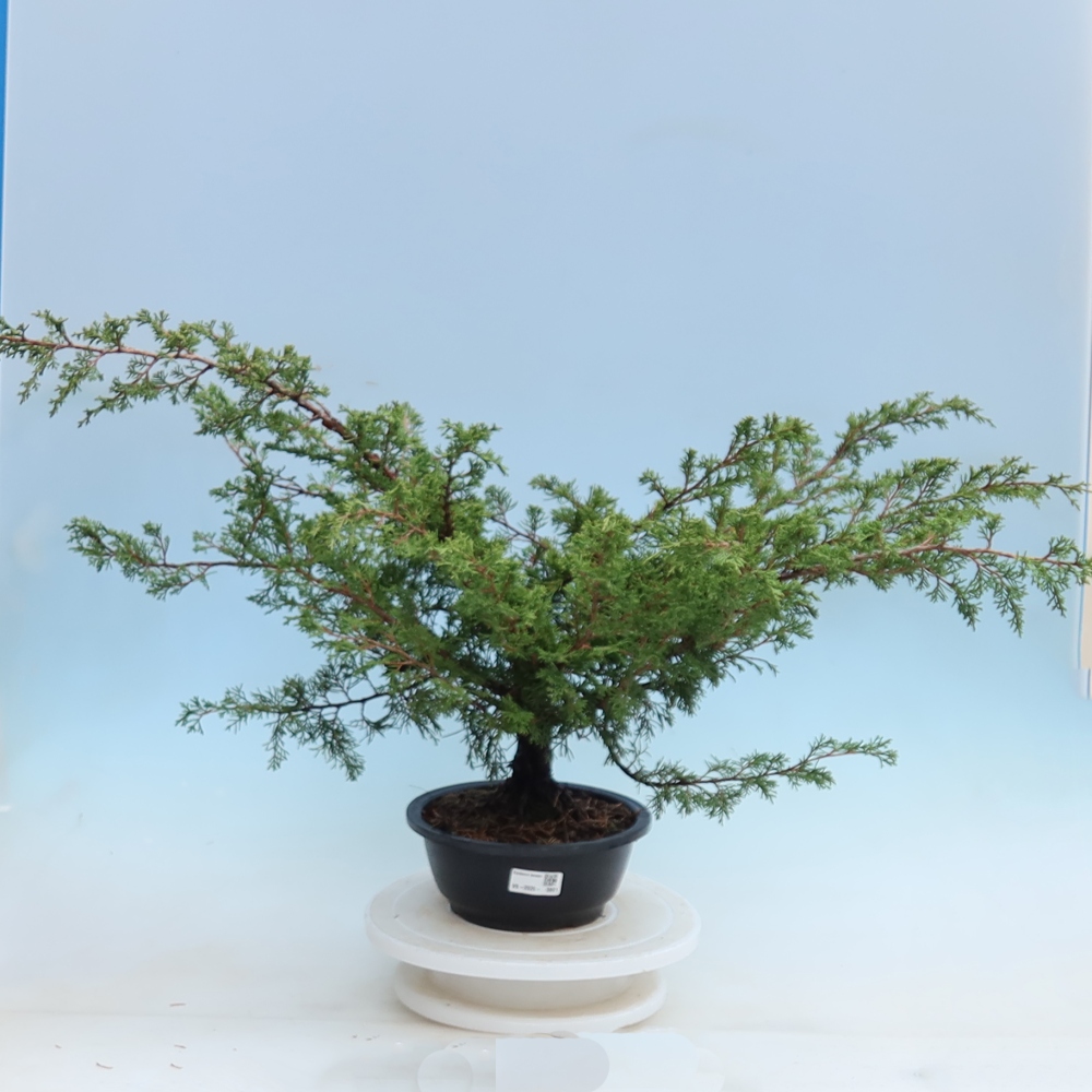 Venkovní bonsai - Juniperus chinensis Itoigawa - Jalovec čínský