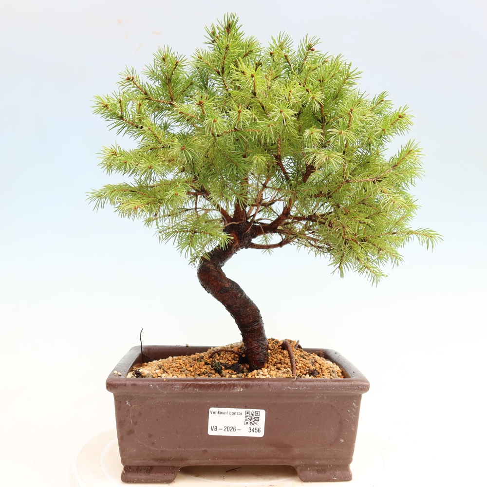 Venkovní bonsai- Smrk sivý - Picea glauca globe