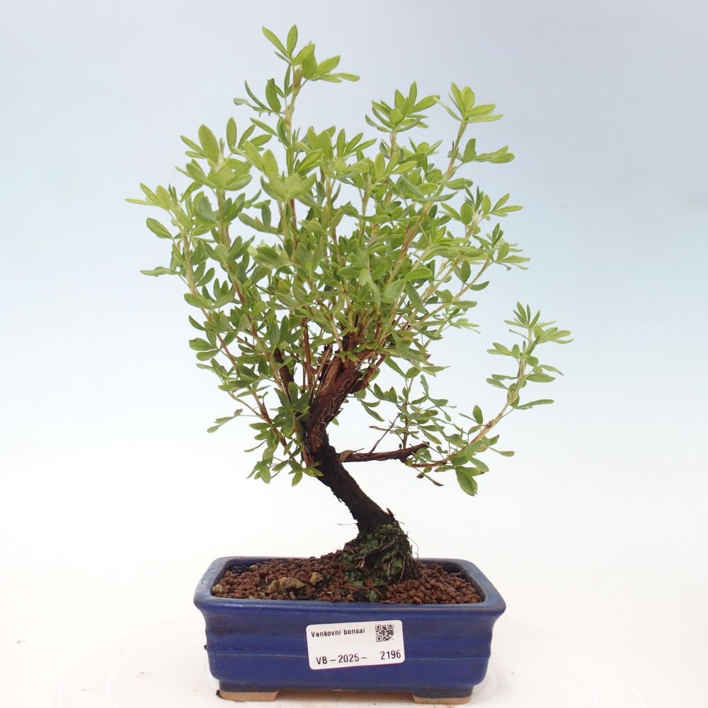 Venkovní bonsai-Mochna křovitá - potentila fruticosa yellow Bird