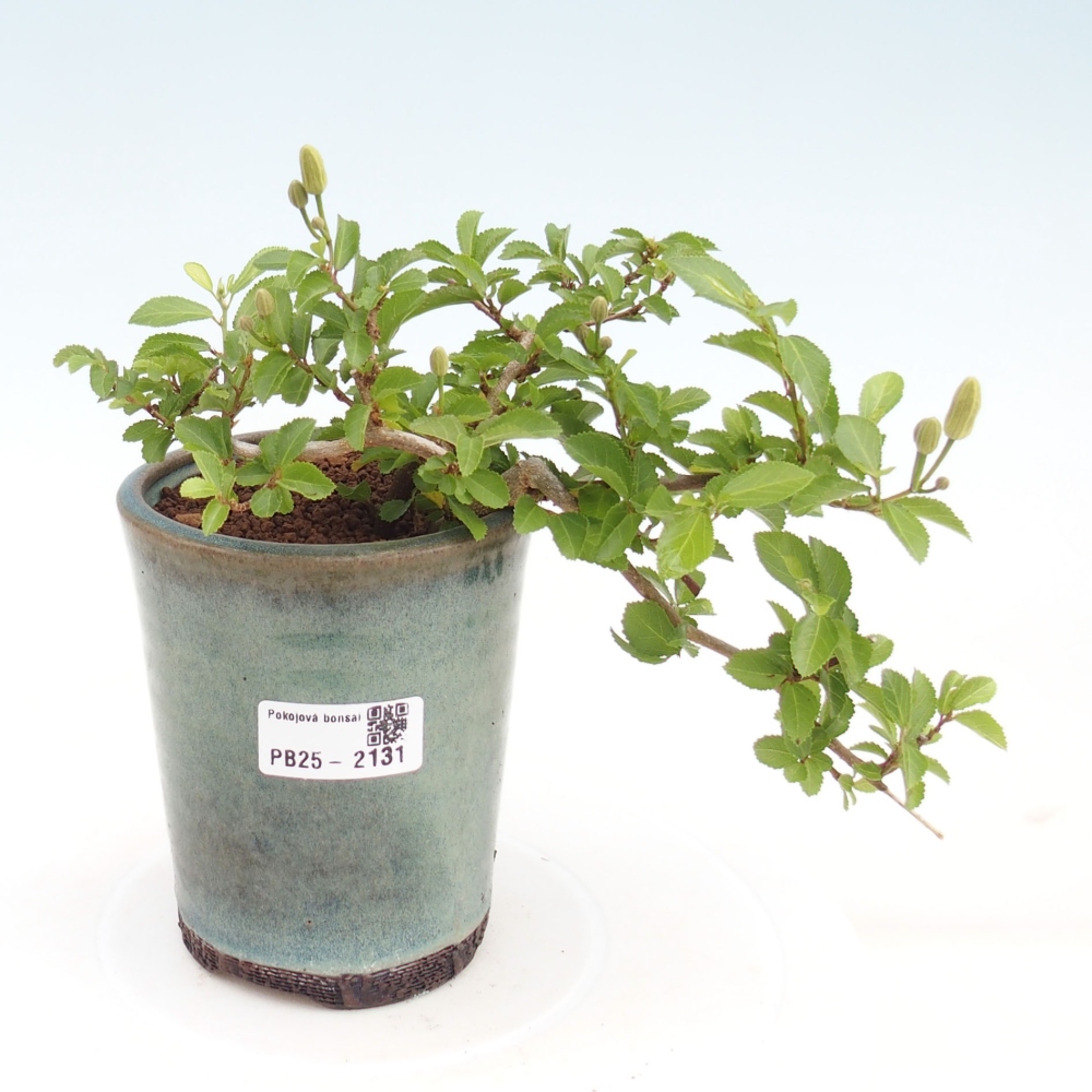 Pokojová bonsai - Grewia occidentalis - Hvězdice levandulová