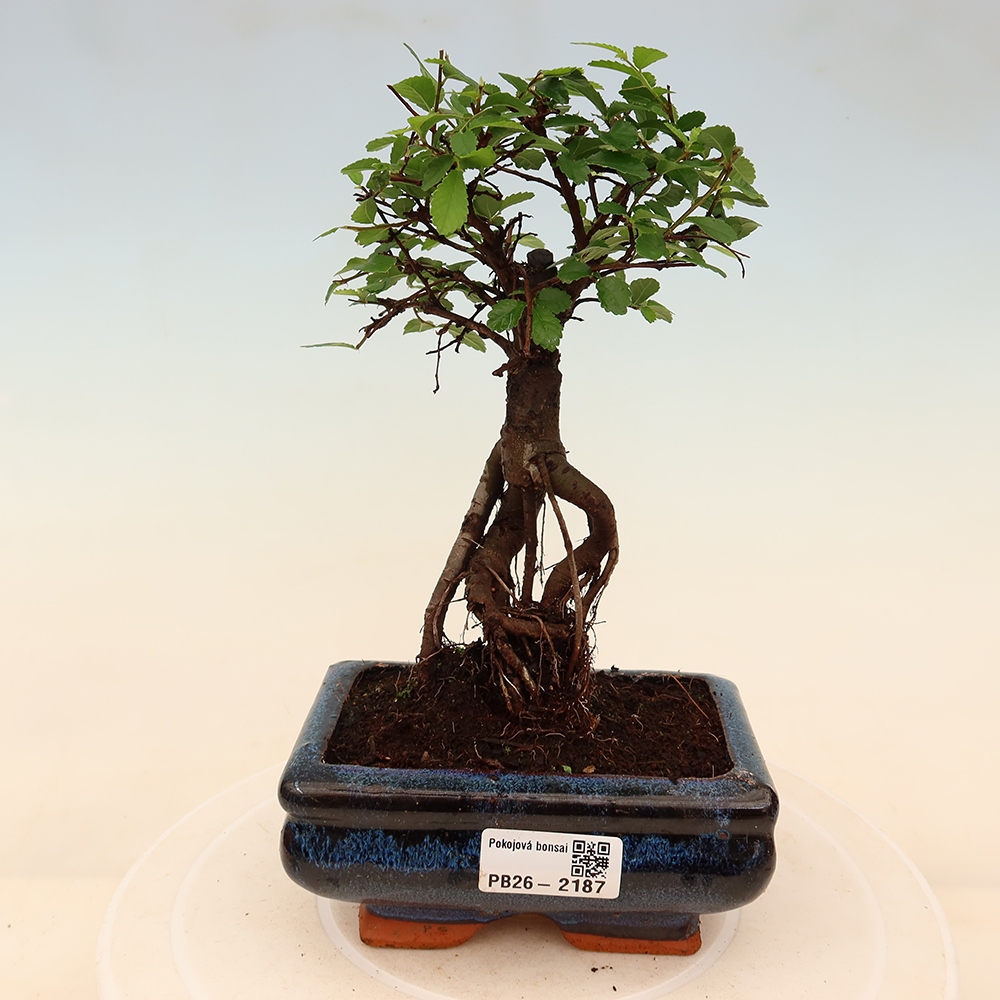 Pokojová bonsai - Ulmus parvifolia - Malolistý jilm