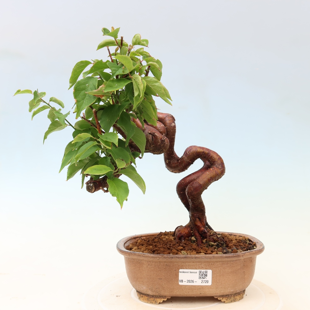 Venkovní bonsai -Japonská meruňka - Prunus Mume