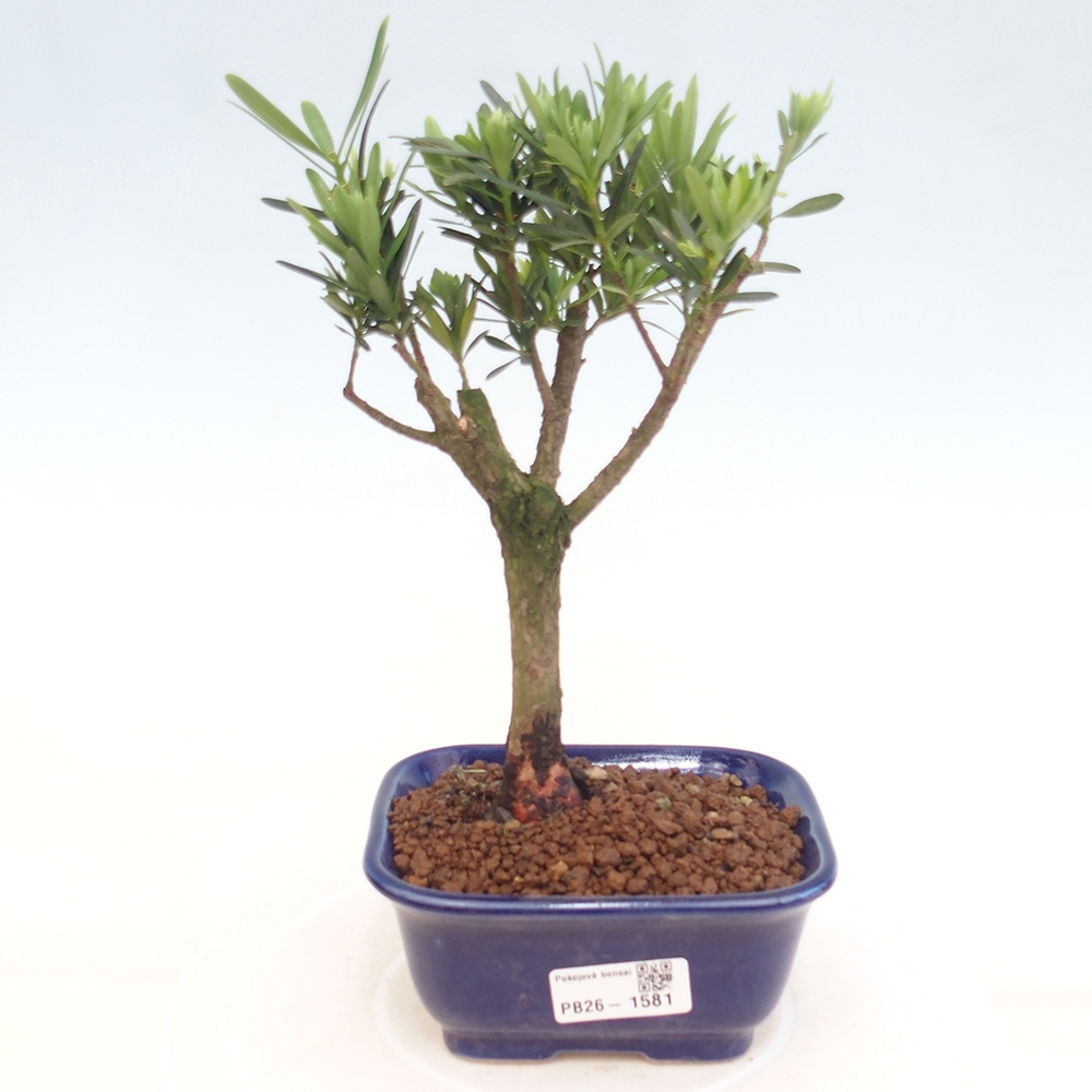 Pokojová bonsai - Podocarpus - Kamenný tis