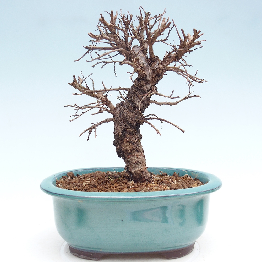Venkovní bonsai - Zelkova - Zelkova NIRE
