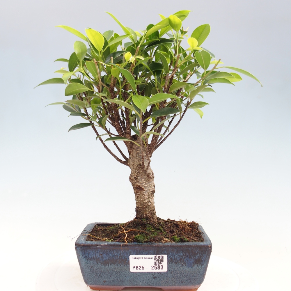 Pokojová bonsai - Ficus retusa -  malolistý fíkus