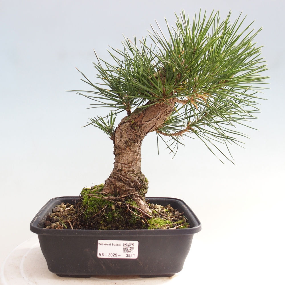 Venkovní bonsai - Pinus thunbergii - Borovice thunbergova