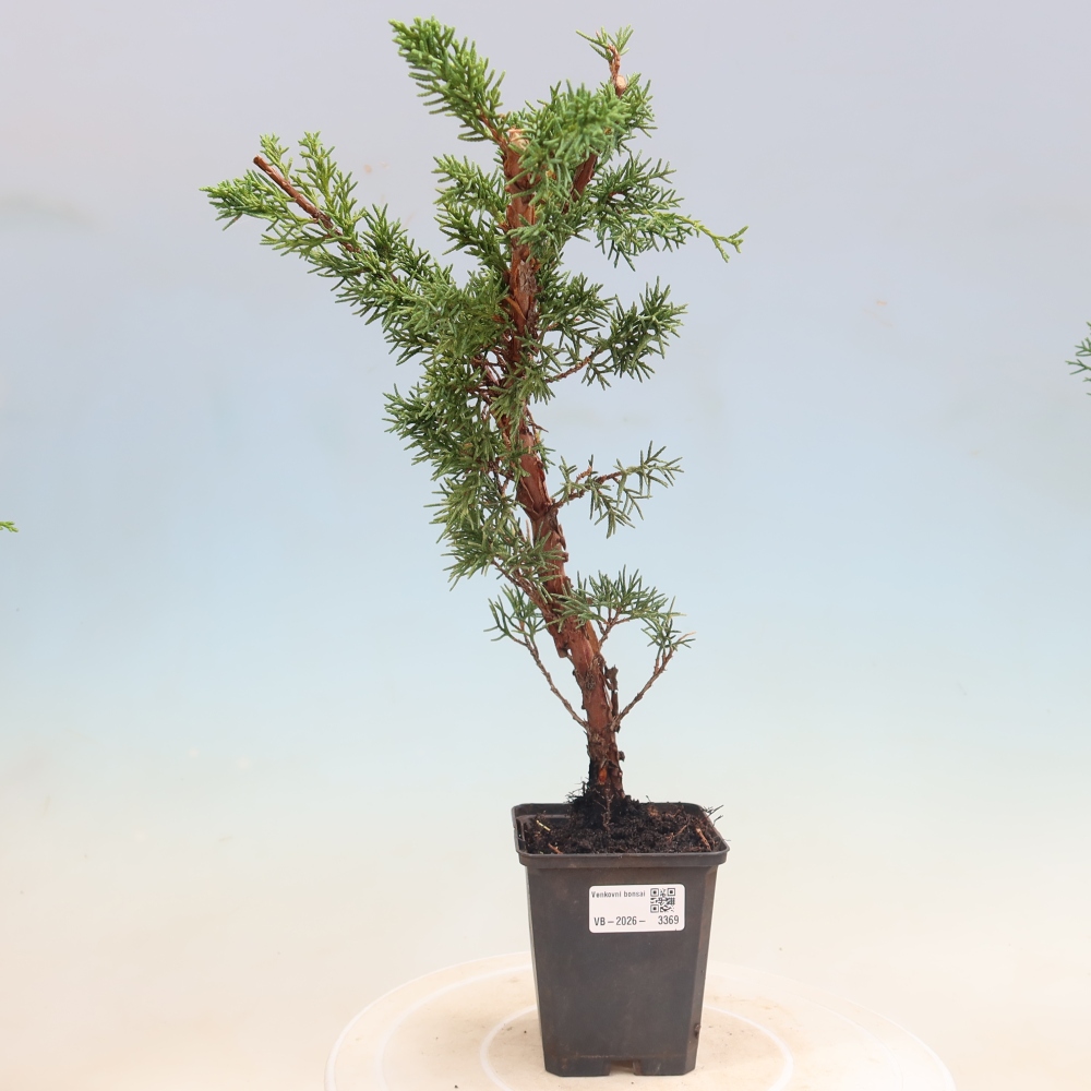 Venkovní bonsai - Juniperus chinensis Kishu -Jalovec čínský