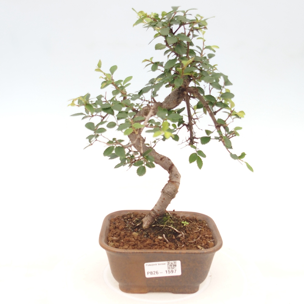 Pokojová bonsai - Ulmus parvifolia - Malolistý jilm