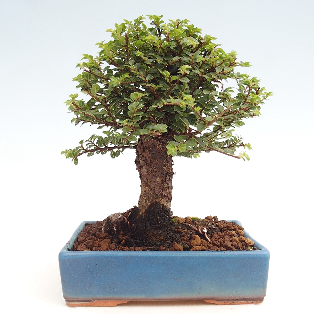 Venkovní bonsai - Ulmus parvifolia Hokkaido - jilm Čínský