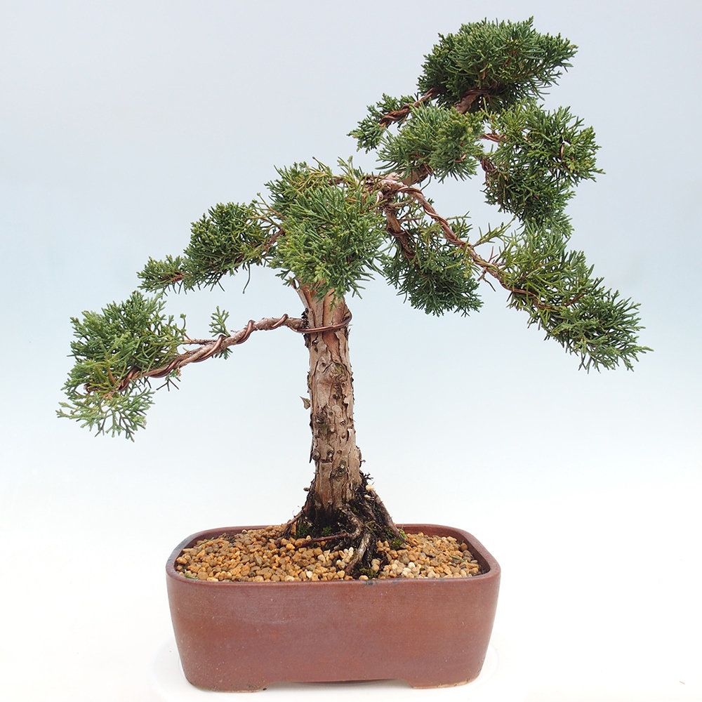 Venkovní bonsai - Juniperus chinensis Kishu -Jalovec čínský