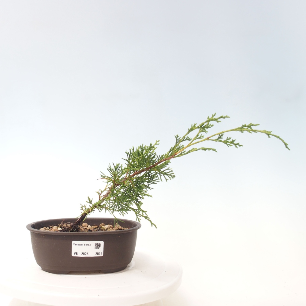 Venkovní bonsai - Juniperus chinensis Itoigawa -Jalovec čínský