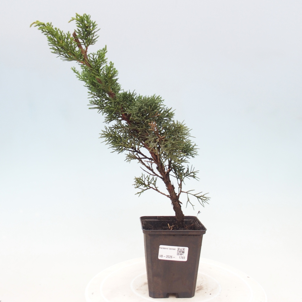 Venkovní bonsai - Juniperus chinensis Kishu -Jalovec čínský