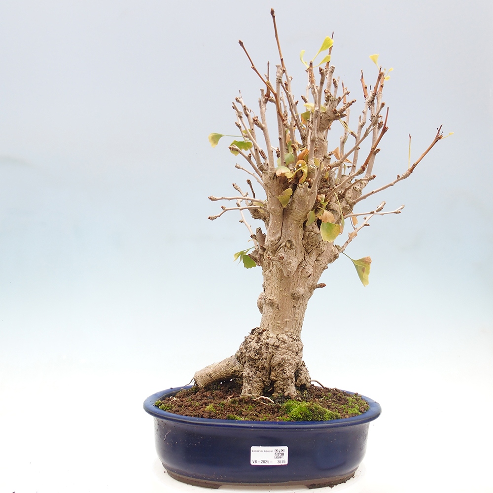 Venkovní bonsai - Jinan dvoulaločný - Ginkgo biloba