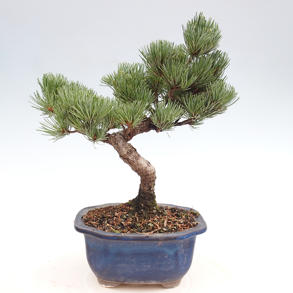 Venkovní bonsai - Pinus parviflora - Borovice drobnokvětá