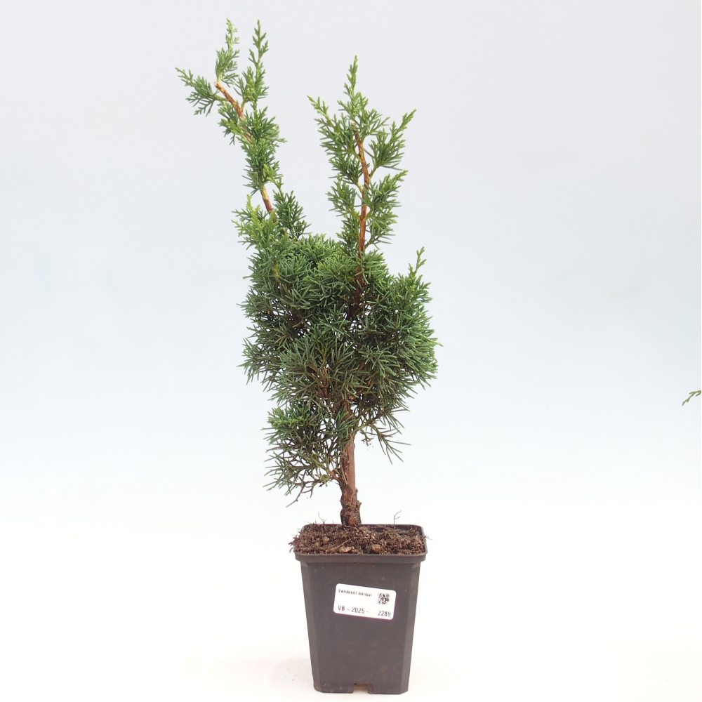 Venkovní bonsai - Juniperus chinensis Kishu -Jalovec čínský