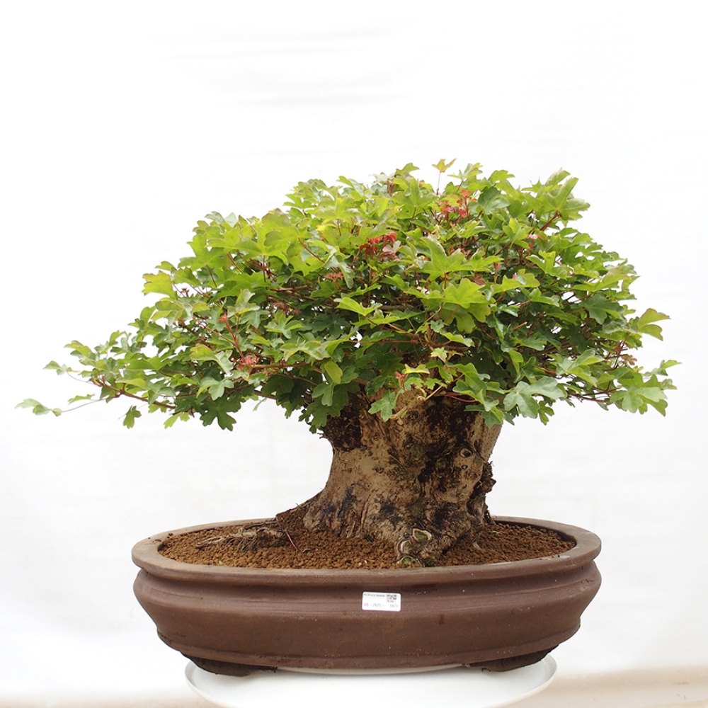 Venkovní bonsai - Acer Campestre - Javor babyka