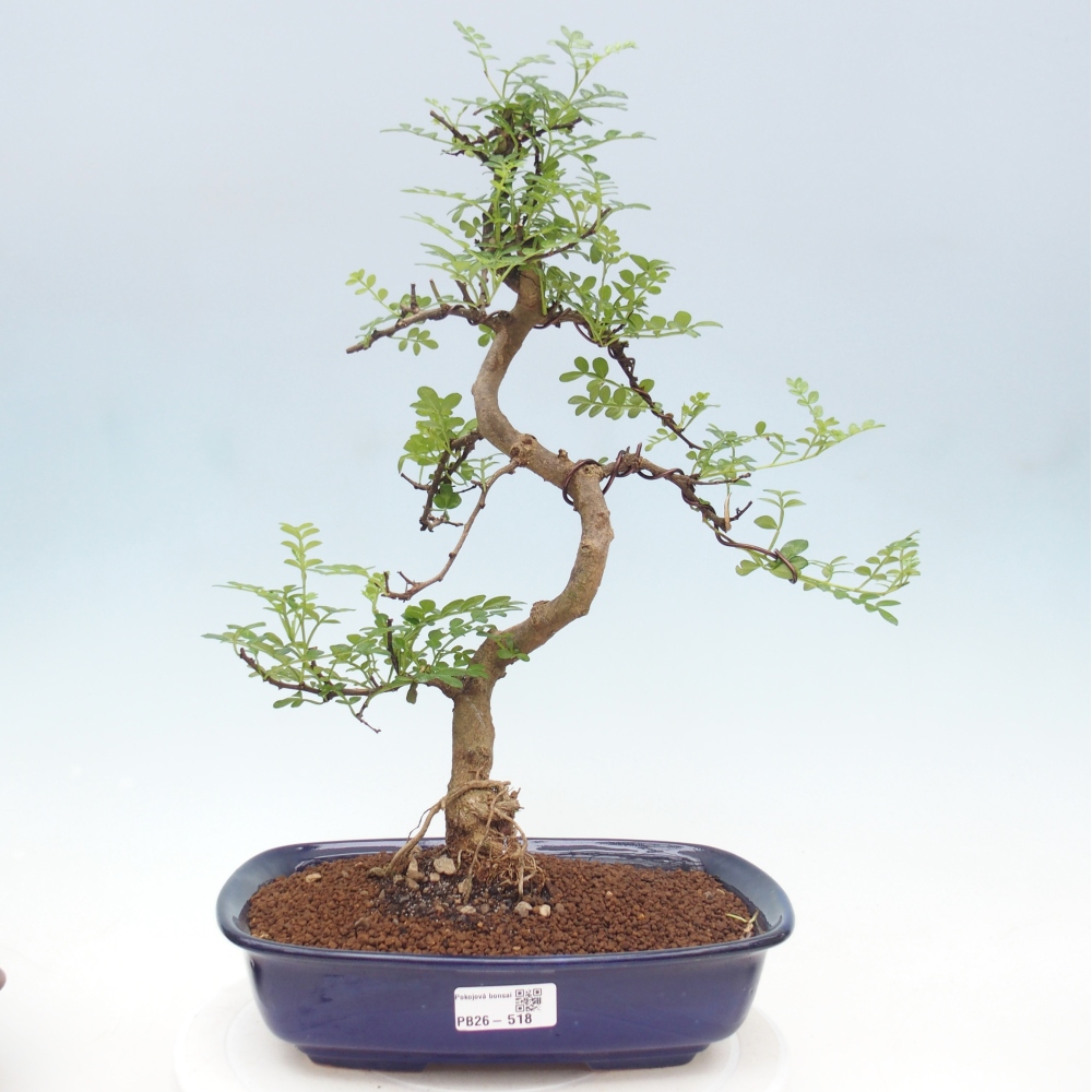 Pokojová bonsai - Zantoxylum piperitum - pepřovník