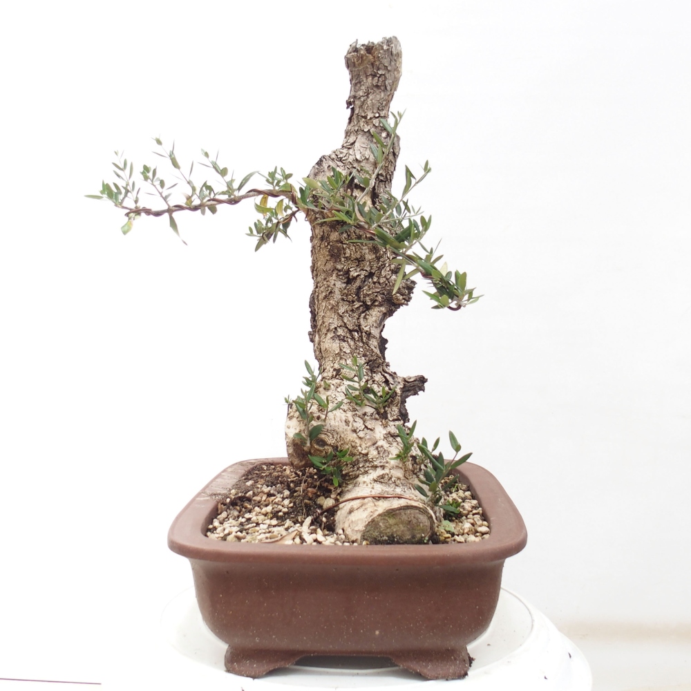 Pokojová bonsai - Olea europaea sylvestris -Oliva evropská drobnolistá
