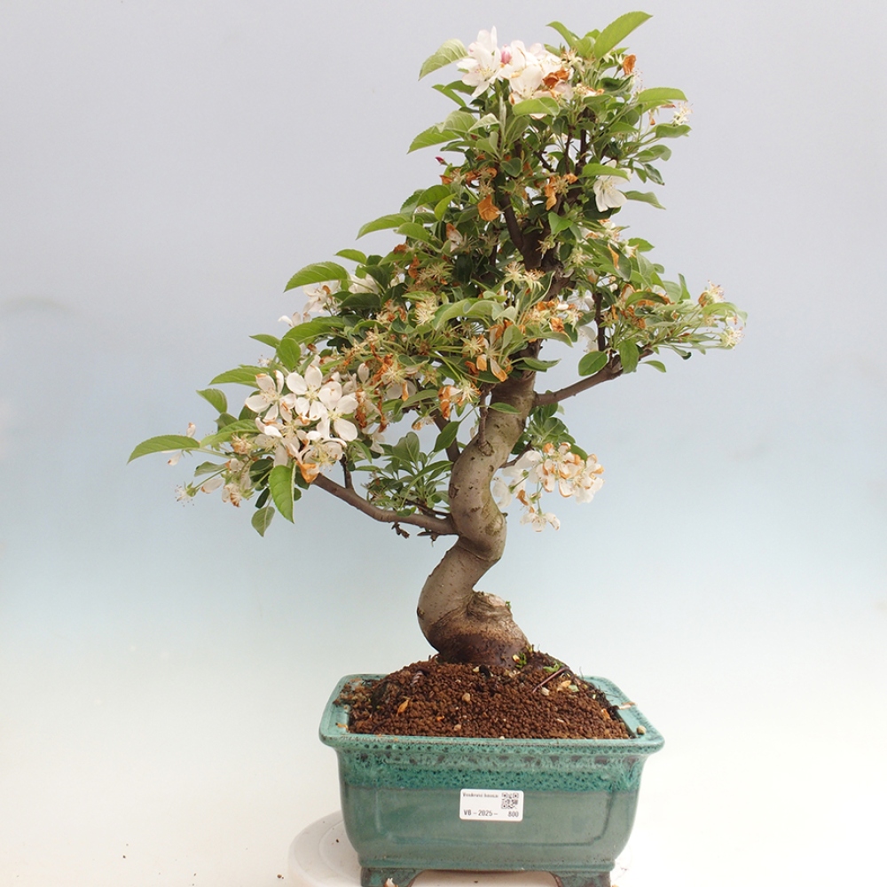 Venkovní bonsai -Malus halliana - Maloplodá jabloň