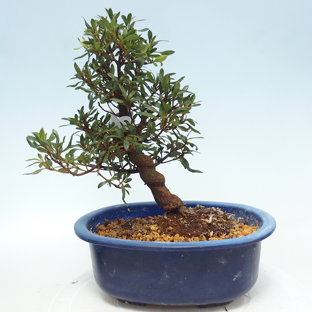 Venkovní bonsai - Japonská azalka - Azalea CHIHIRO