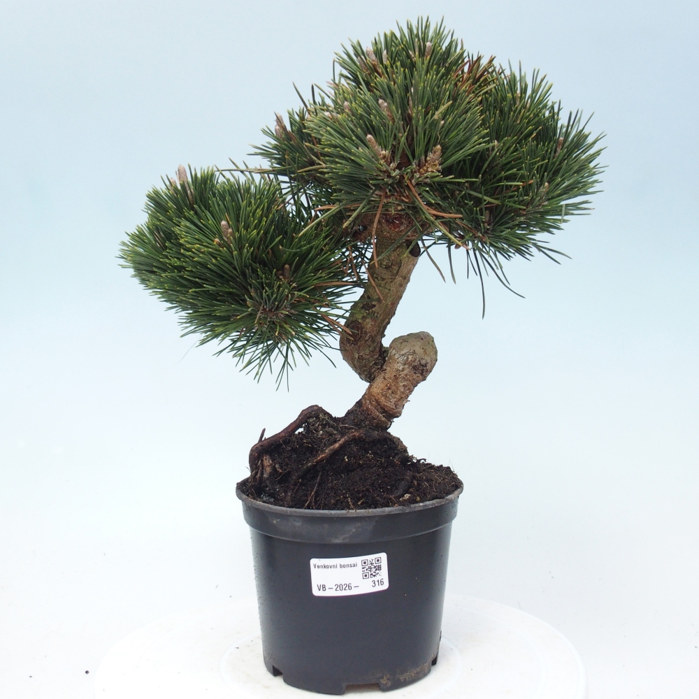 Venkovní bonsai - Pinus thunbergii senjyumaru - Borovice thunbergova