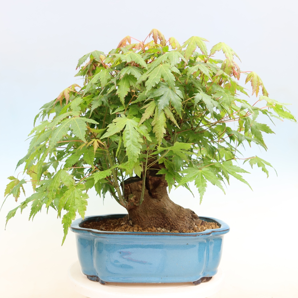 Venkovní bonsai - Javor Burgerův - Acer Burgerianum 