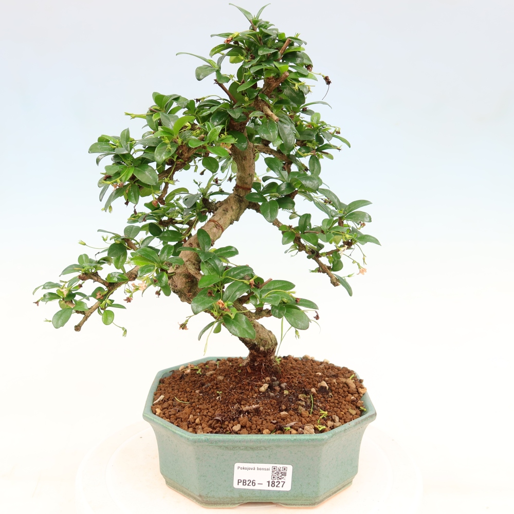 Pokojová bonsai - Carmona macrophylla - Čaj fuki