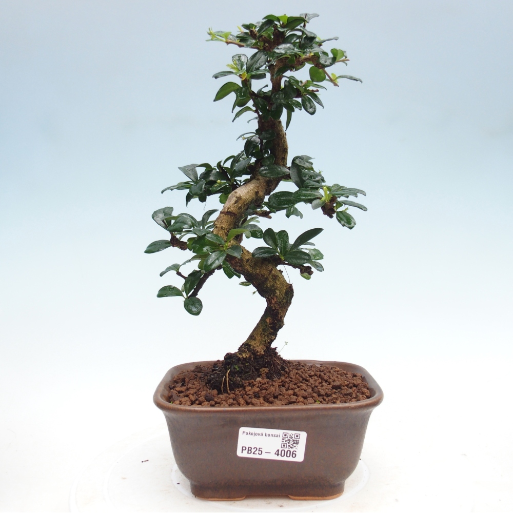 Pokojová bonsai - Carmona macrophylla - Čaj fuki