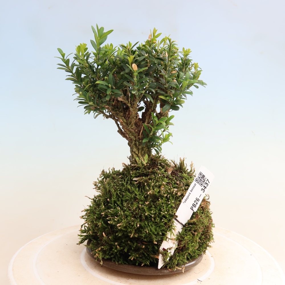 Kokedama s podmiskou - Buxus harlandii -korkový buxus	