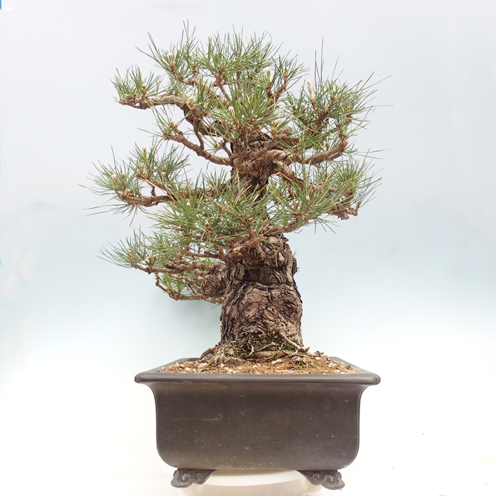 Venkovní bonsai - Pinus thunbergii - Borovice thunbergova