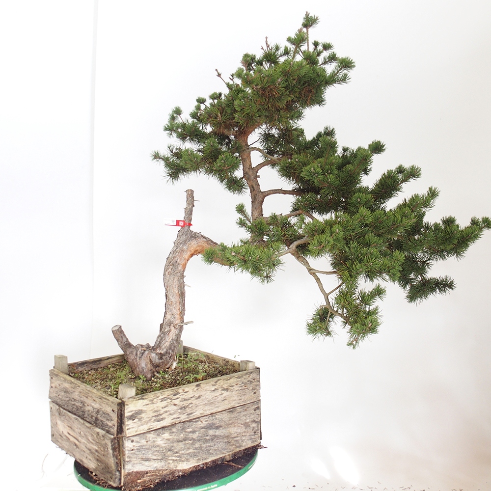 Yamadori - Pinus sylvestris Španělsko