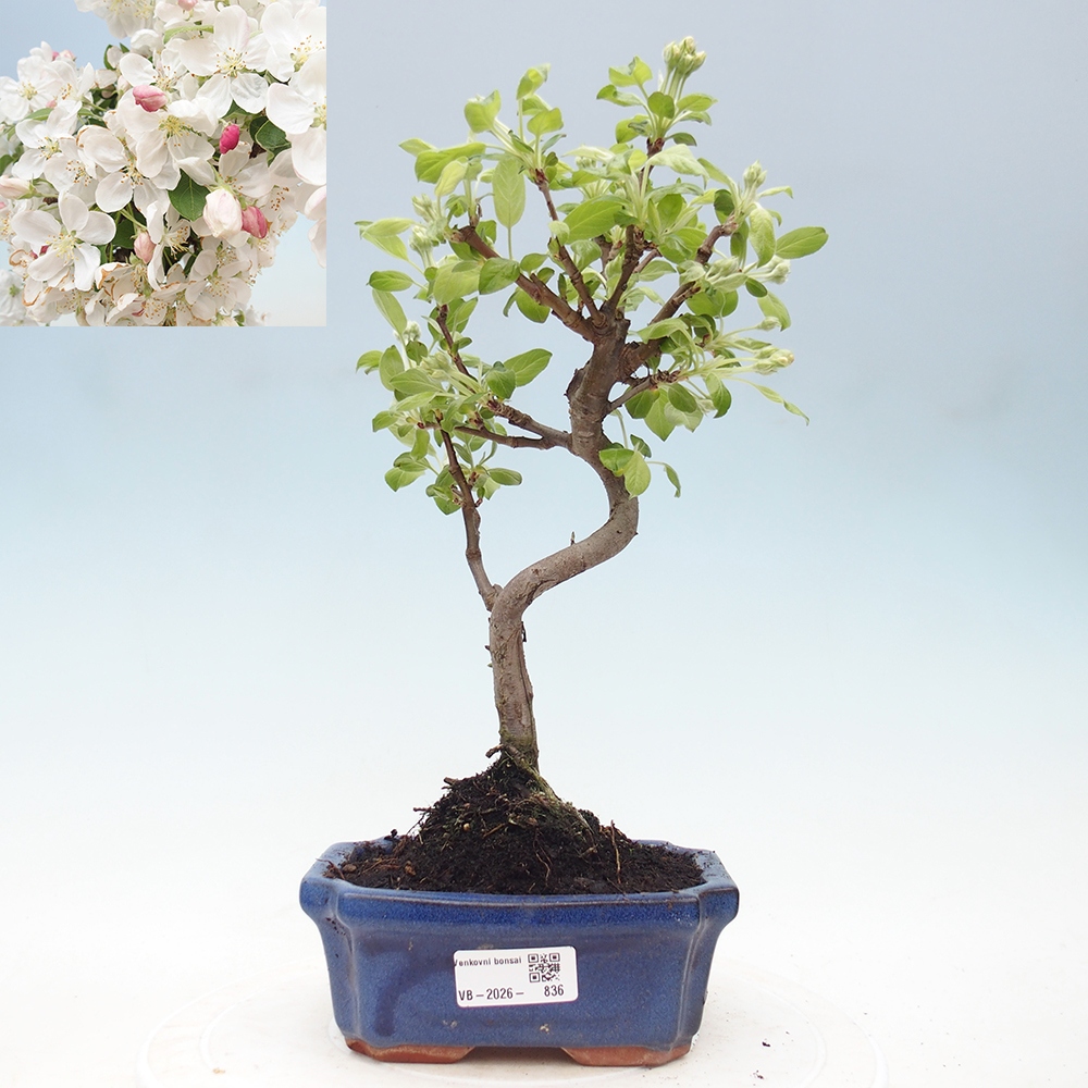 Venkovní bonsai -Malus halliana - Maloplodá jabloň
